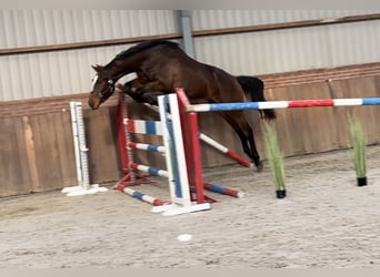 KWPN, Castrone, 2 Anni, 171 cm, Baio