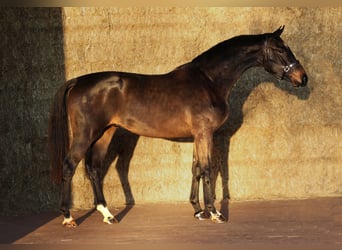 KWPN, Castrone, 2 Anni, 171 cm, Baio nero
