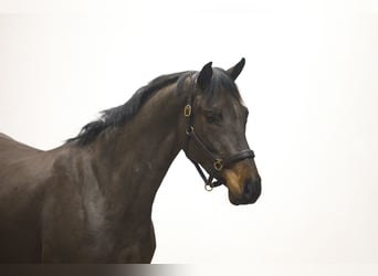 KWPN, Castrone, 3 Anni, 159 cm, Baio