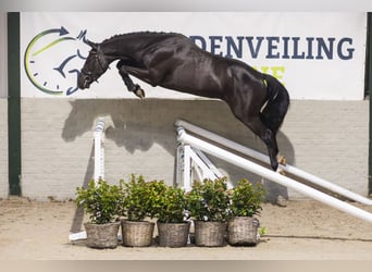 KWPN, Castrone, 3 Anni, 161 cm, Morello