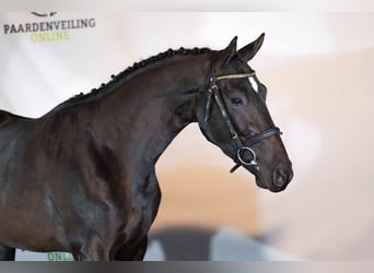 KWPN, Castrone, 3 Anni, 161 cm, Morello