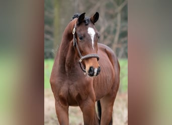 KWPN, Castrone, 3 Anni, 162 cm, Baio scuro