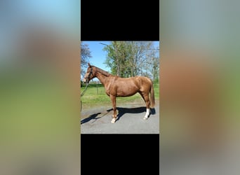 KWPN, Castrone, 3 Anni, 162 cm, Sauro