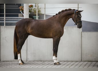 KWPN, Castrone, 3 Anni, 162 cm, Sauro scuro