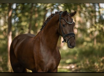 KWPN, Castrone, 3 Anni, 162 cm, Sauro scuro