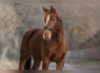 KWPN, Castrone, 3 Anni, 163 cm, Sauro