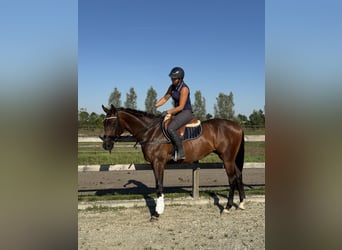 KWPN, Castrone, 3 Anni, 164 cm, Baio