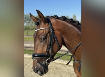 KWPN, Castrone, 3 Anni, 164 cm, Baio