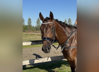 KWPN, Castrone, 3 Anni, 164 cm, Baio