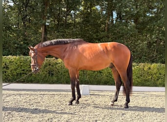 KWPN, Castrone, 3 Anni, 164 cm, Baio