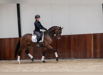 KWPN, Castrone, 3 Anni, 165 cm, Baio