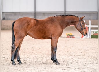 KWPN, Castrone, 3 Anni, 165 cm, Baio ciliegia