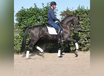 KWPN, Castrone, 3 Anni, 165 cm, Baio nero