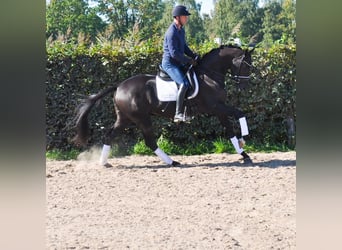 KWPN, Castrone, 3 Anni, 165 cm, Baio nero