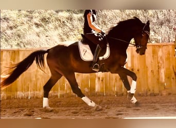 KWPN, Castrone, 3 Anni, 165 cm, Baio scuro