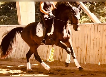 KWPN, Castrone, 3 Anni, 165 cm, Baio scuro