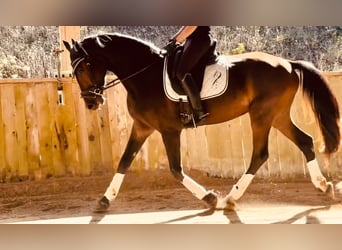 KWPN, Castrone, 3 Anni, 165 cm, Baio scuro