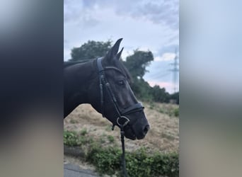 KWPN, Castrone, 3 Anni, 165 cm, Morello