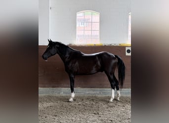 KWPN, Castrone, 3 Anni, 165 cm, Morello