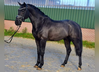 KWPN, Castrone, 3 Anni, 166 cm, Morello