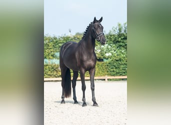 KWPN, Castrone, 3 Anni, 166 cm, Morello