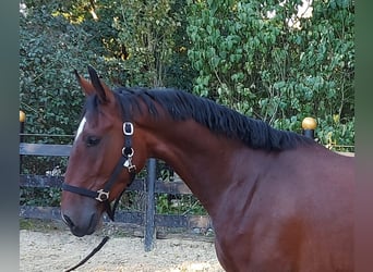 KWPN, Castrone, 3 Anni, 167 cm, Baio