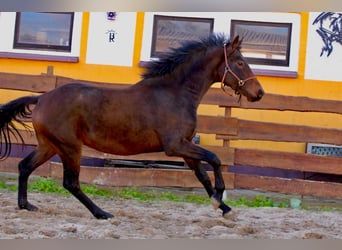 KWPN, Castrone, 3 Anni, 167 cm, Baio