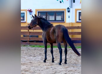 KWPN, Castrone, 3 Anni, 167 cm, Baio