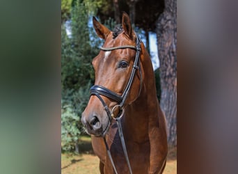 KWPN, Castrone, 3 Anni, 167 cm, Baio scuro