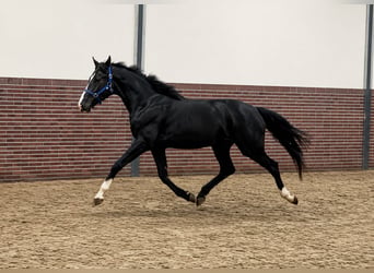 KWPN, Castrone, 3 Anni, 167 cm, Morello