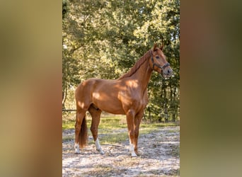 KWPN, Castrone, 3 Anni, 167 cm, Sauro