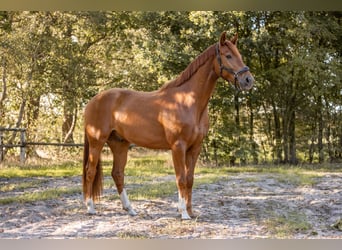 KWPN, Castrone, 3 Anni, 167 cm, Sauro