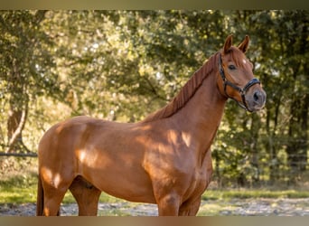 KWPN, Castrone, 3 Anni, 167 cm, Sauro