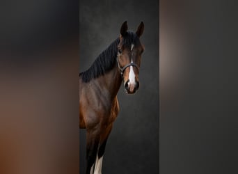 KWPN, Castrone, 3 Anni, 168 cm, Baio