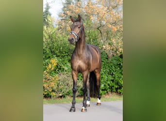 KWPN, Castrone, 3 Anni, 168 cm, Baio