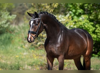 KWPN, Castrone, 3 Anni, 168 cm, Baio