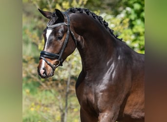 KWPN, Castrone, 3 Anni, 168 cm, Baio