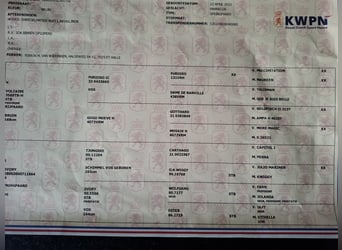 KWPN, Castrone, 3 Anni, 168 cm, Baio