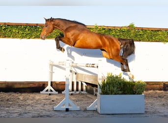 KWPN, Castrone, 3 Anni, 168 cm, Baio