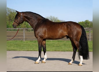 KWPN, Castrone, 3 Anni, 168 cm, Baio ciliegia