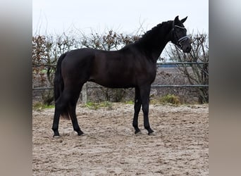 KWPN, Castrone, 3 Anni, 168 cm, Baio nero