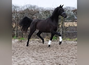 KWPN, Castrone, 3 Anni, 168 cm, Baio nero