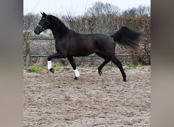 KWPN, Castrone, 3 Anni, 168 cm, Baio nero