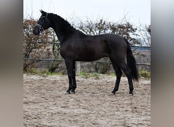 KWPN, Castrone, 3 Anni, 168 cm, Baio nero