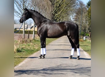 KWPN, Castrone, 3 Anni, 168 cm, Baio nero