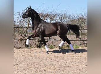 KWPN, Castrone, 3 Anni, 168 cm, Baio nero