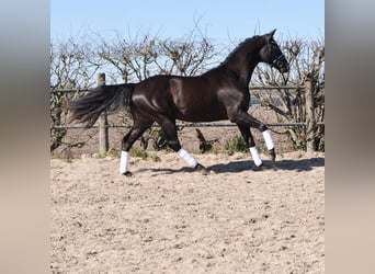 KWPN, Castrone, 3 Anni, 168 cm, Baio nero