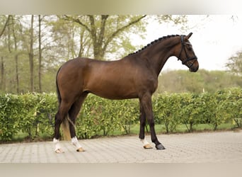 KWPN, Castrone, 3 Anni, 168 cm, Baio scuro
