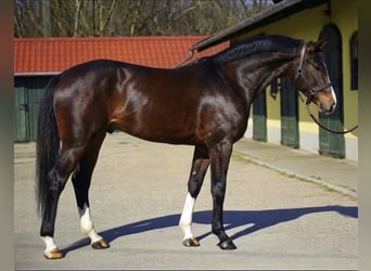 KWPN, Castrone, 3 Anni, 168 cm, Baio scuro
