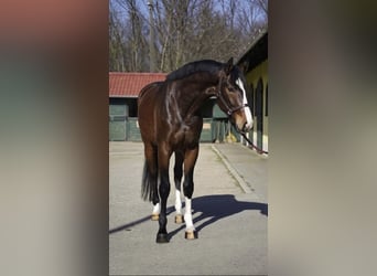 KWPN, Castrone, 3 Anni, 168 cm, Baio scuro